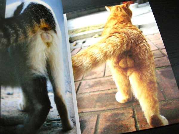 猫蛋蛋写真集日文原版