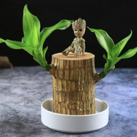 巴西木水培绿植 直径5-6cm( 巴西木+格鲁特+陶瓷盆+营养液 )