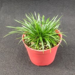 花沐澜 金钱菖蒲 1盆