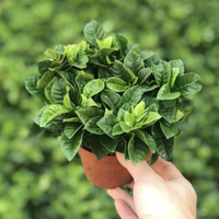 迈乐佳 小盆栀子花+简易盆