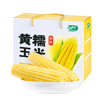 十月稻田 黄糯玉米 1.76kg  *4件