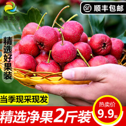 HUABEIQIANG/華北強 新鲜山楂果  酸甜水果精选3斤装
