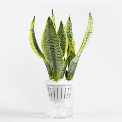 迷糊妞水培植物虎皮兰3336cm不含盆