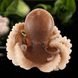 京东plus会员鲜活八爪鱼长腿小章鱼原汁四斤