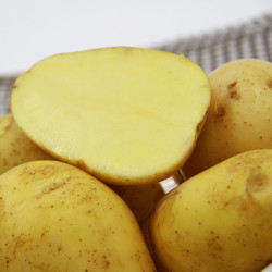 庭香果 新鲜土豆 10斤