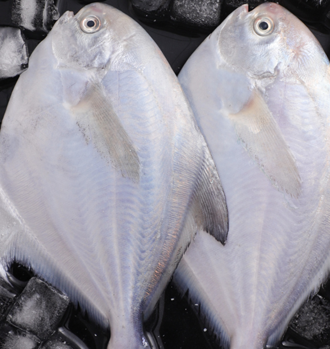 红康德深海野生银鲳鱼2000g2件