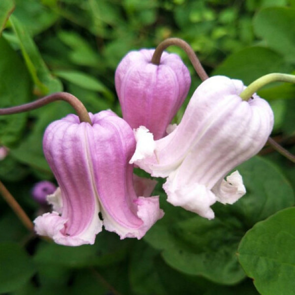 商品红豆(hodo)铁线莲夏日风铃p12中苗 阳台庭院攀援开花植物 带盆载