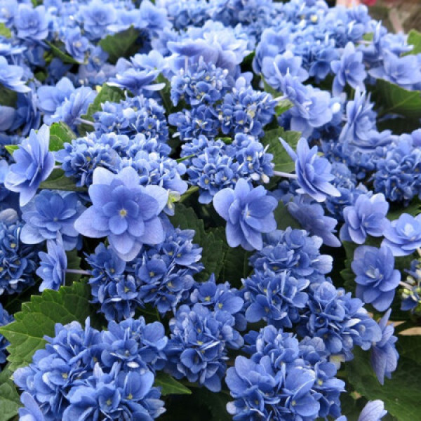 商品红豆(hodo)卑弥呼1加仑重瓣大花 绣球花苗盆栽易养开花植物花期长