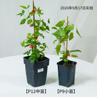 红豆（Hodo）铁线莲疾风P12中苗 阳台庭院攀援开花植物 带盆载好