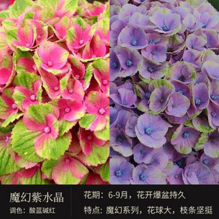 红豆（Hodo）魔幻紫水晶1加仑 魔幻系列绣球花苗盆栽阳台庭院观花植物 带盆载好发货