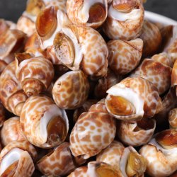 芳鲜山花螺鲜活冷冻海螺2斤2件