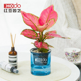 红豆（Hodo）吉利红 深海之蓝系列透明吸水盆栽水培绿植办公室内四季常绿观花植物 带盆载好发货