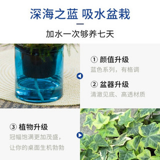 红豆（Hodo）吉利红 深海之蓝系列透明吸水盆栽水培绿植办公室内四季常绿观花植物 带盆载好发货