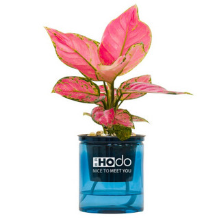 红豆（Hodo）吉利红 深海之蓝系列透明吸水盆栽水培绿植办公室内四季常绿观花植物 带盆载好发货