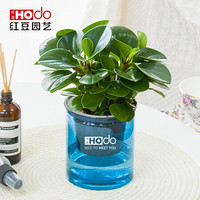 红豆（Hodo）碧玉 深海之蓝系列透明吸水盆栽水培绿植办公室内四季常绿观花植物 带盆载好发货