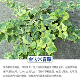 红豆（Hodo）金边常春藤 深海之蓝系列透明吸水盆栽水培绿植办公室内四季常绿观花植物 带盆载好发货