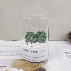 寒空 仙人球盆栽 小玻璃杯+白鸟+种植土