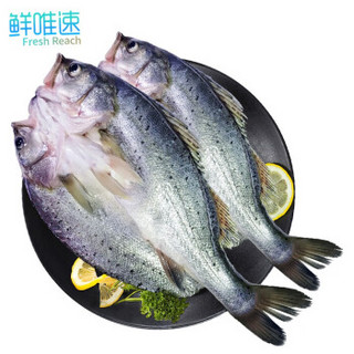 鲜唯速 冷冻三去 白蕉海鲈鱼 700~800g  2条  *9件