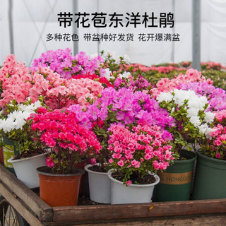 红豆（Hodo）东洋杜鹃（桃红色） 杜鹃花苗盆栽办公室内阳台秋冬季开花植物耐寒观花 带盆栽好