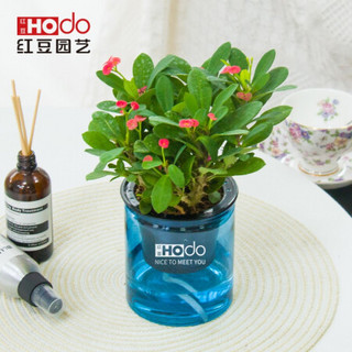 红豆（Hodo）铁海棠 深海之蓝系列透明吸水盆栽水培绿植办公室内四季常绿观花植物 带盆载好发货