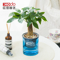 红豆（Hodo）发财树 深海之蓝系列透明吸水盆栽水培绿植办公室内四季常绿观花植物 带盆载好发货