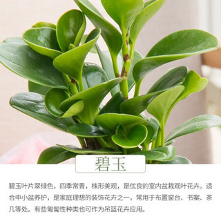 红豆（Hodo）碧玉 小条纹盆自吸水绿植盆栽 办公室桌面室内居家阳台绿植花卉 懒人养护带盆栽好