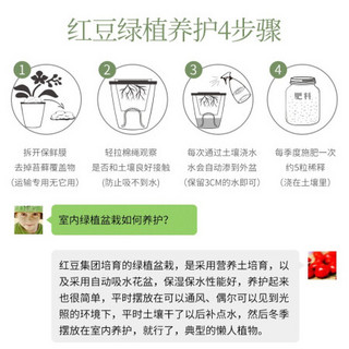 红豆（Hodo）碧玉 小条纹盆自吸水绿植盆栽 办公室桌面室内居家阳台绿植花卉 懒人养护带盆栽好