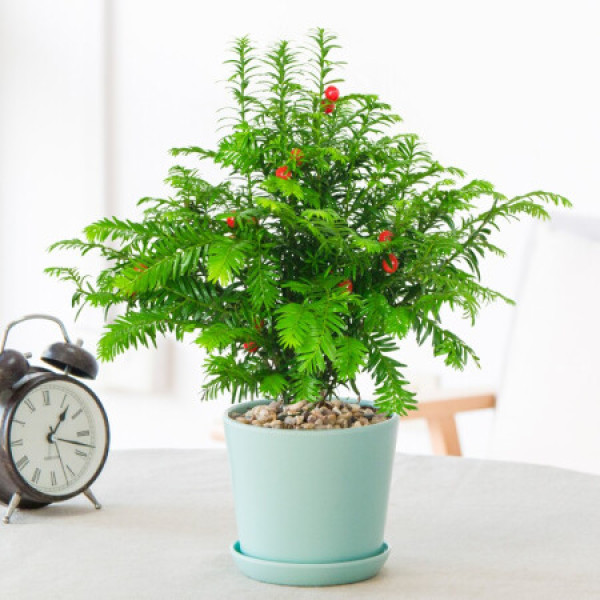 红豆杉 马卡龙绿色盆 办公室内家居盆栽大绿植老桩四季常绿盆景可结果