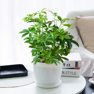 红豆（Hodo）鸭脚木白色横纹盆（含托） 室内桌面绿植摇钱树办公室客厅美观布置植物四季常绿 带盆载好