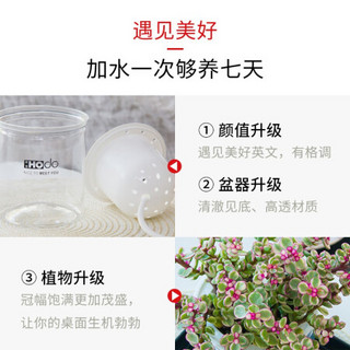 红豆（Hodo）月季花 遇见美好系列办公室桌面绿植盆栽室内家居阳台易养四季常绿 带 带盆栽好