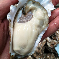 京东PLUS会员：加吉优选 乳山牡蛎5斤装 XXL号约16-25个(净重约4.3斤 单个约100-125g/个)