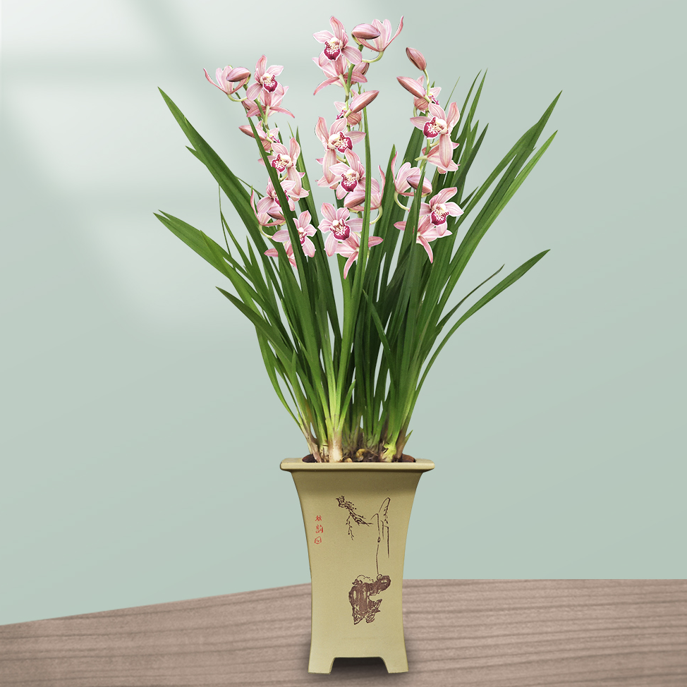 乐乐兰业兰花盆栽建兰南国胭脂5苗连体不含盆