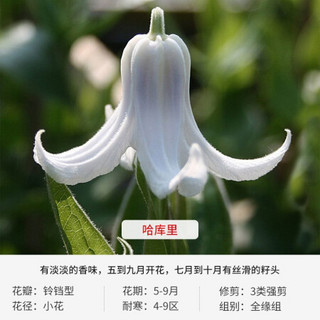 红豆（Hodo）哈库里 C2盆铁线莲花苗盆栽铃铛型抗病性好大苗庭院阳台爬藤观花植物 带盆栽好发货