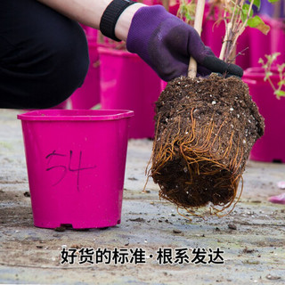 红豆（Hodo）红色公主 C2盆铁线莲花苗盆栽铃铛型抗病性好大苗庭院阳台爬藤观花植物 带盆栽好发货