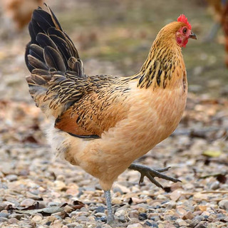正宗农家散养老母鸡新鲜土鸡整只笨鸡现杀走地鸡月子鸡跑山鸡两年 2.1-2.3斤 1只