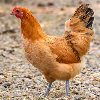 正宗农家散养老母鸡新鲜土鸡整只笨鸡现杀走地鸡月子鸡跑山鸡两年 2.1-2.3斤 1只