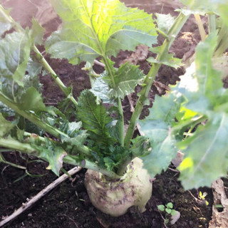 农家新鲜生辣菜疙瘩芥菜头大头菜根芥菜疙瘩咸菜蔬菜 2.5kg