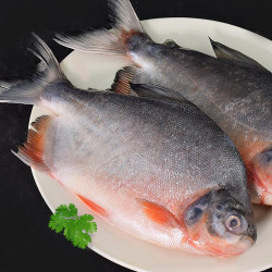 静生新鲜红鲳鱼500g