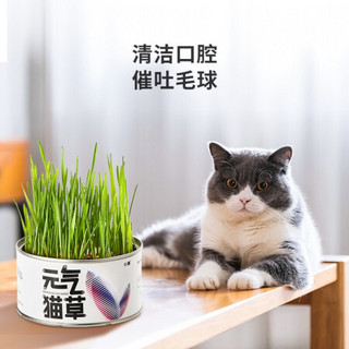 小佩PETKIT元气猫草种子猫薄荷猫零食去毛球化毛膏猫草水培种籽种植套装猫咪用品 1罐装