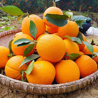 甜脐橙3斤中果65-70 脆甜多汁