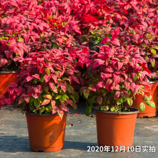 红豆（Hodo）红叶南天竹白色罗马盆 红色观叶植物办公室内阳台庭院绿植盆栽 带盆载好