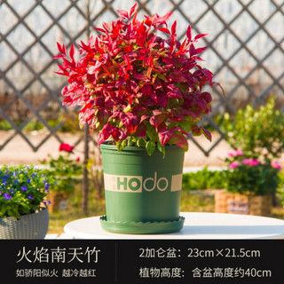 红豆（Hodo）红叶南天竹2加仑盆 红色观叶植物办公室内阳台庭院绿植盆栽 带盆发货