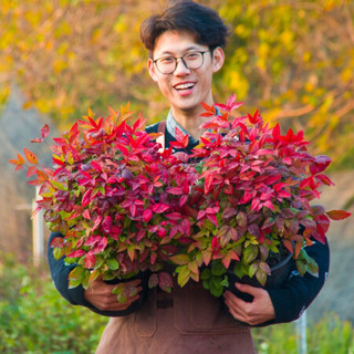 红豆（Hodo）红叶南天竹2加仑盆 红色观叶植物办公室内阳台庭院绿植盆栽 带盆发货