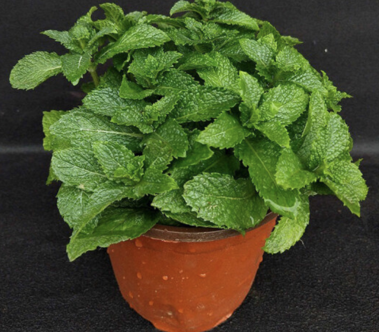 闵家山食用薄荷盆栽1盆不含盆