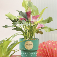 花点时间 REFLOWER 马蹄莲盆栽 年宵限定款 (含红/绿自吸水1个盆颜色随机)