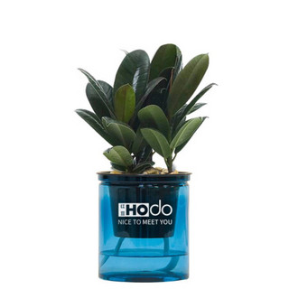 红豆（Hodo）黑金刚 深海之蓝系列透明吸水盆栽水培绿植办公室内四季常绿观花植物 带盆栽好发货