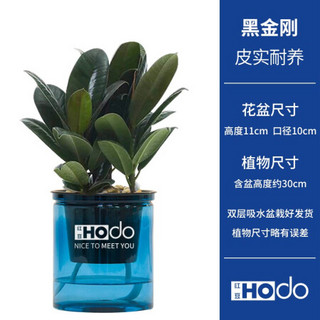 红豆（Hodo）黑金刚 深海之蓝系列透明吸水盆栽水培绿植办公室内四季常绿观花植物 带盆栽好发货