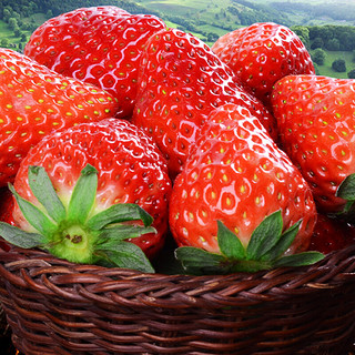 京觅 丹东红颜草莓 1.5kg