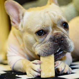 多格仕DogseeChew宠物零食奶酪棒狗狗磨牙健齿补钙除臭营养训练奖励食品芝士棒 L码100g