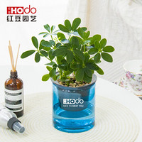 红豆（Hodo）鸭脚木 深海之蓝系列透明吸水盆栽水培绿植办公室内四季常绿观花植物 带盆载好发货